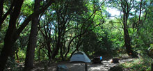 Henry Cowell Redwoods State Park