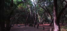 Henry Cowell Redwoods State Park