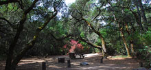 Henry Cowell Redwoods State Park